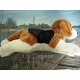 CHIENS PELUCHE BIGLE TRICOLOR          