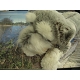 PELUCHE CHIEN FOX                       