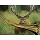 CORNE LAITON 26 CM                      